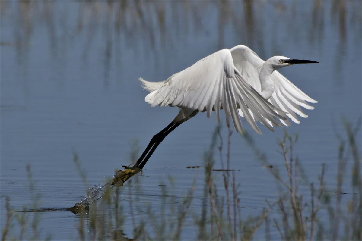 Oiseau sauvage au bec remarquable — photographie d’Yvon JACQUES