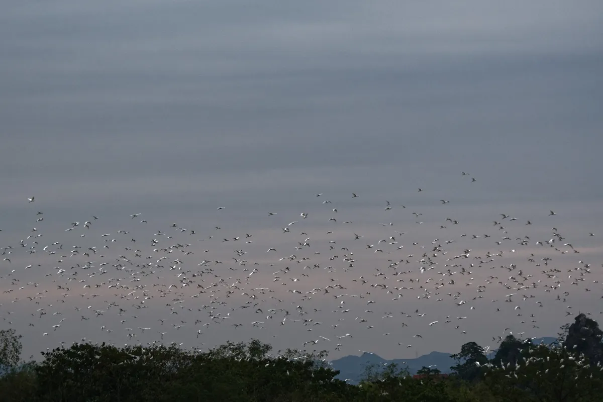 Oiseau sauvage dans son milieu naturel — photographie d’Yvon JACQUES