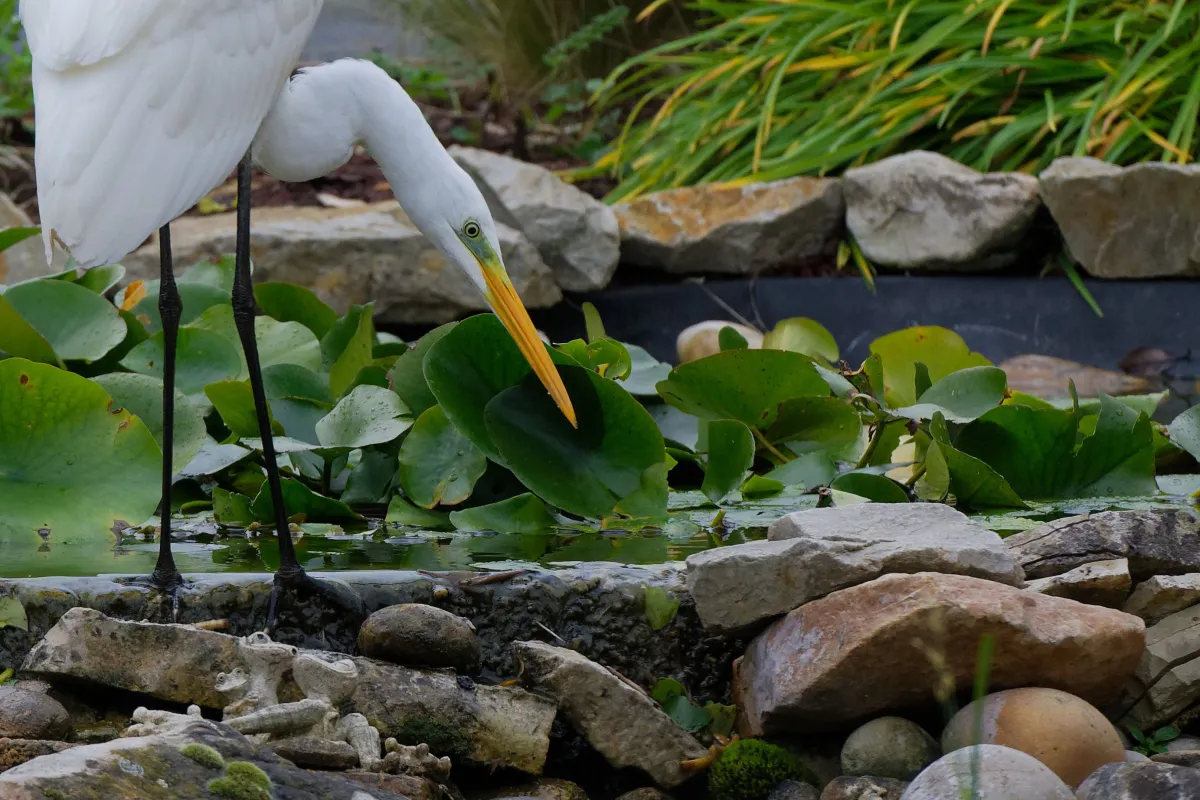 Oiseau sauvage au bec remarquable — photographie d’Yvon JACQUES