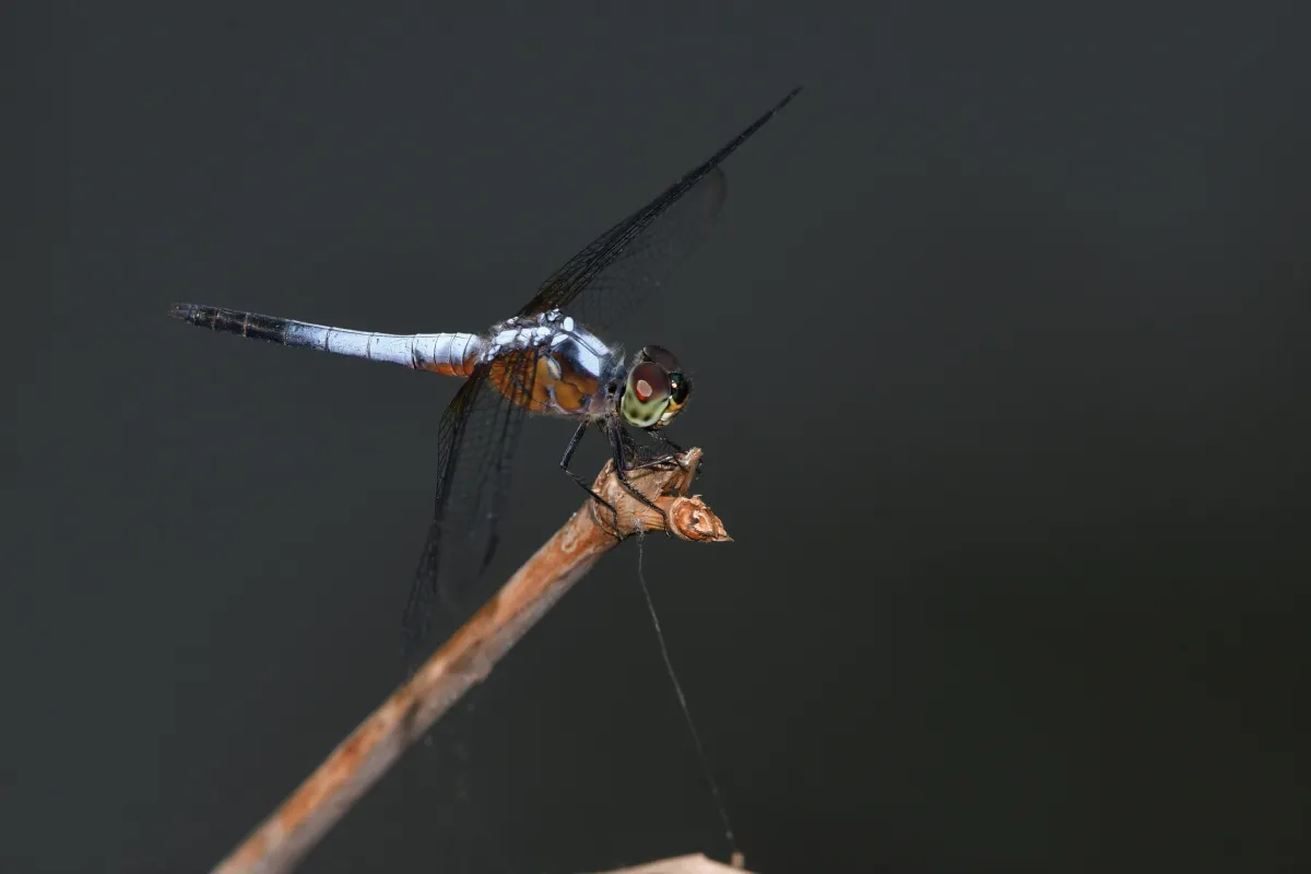 Libellule du Vietnam dans un milieu tropical — photographie d’Yvon JACQUES