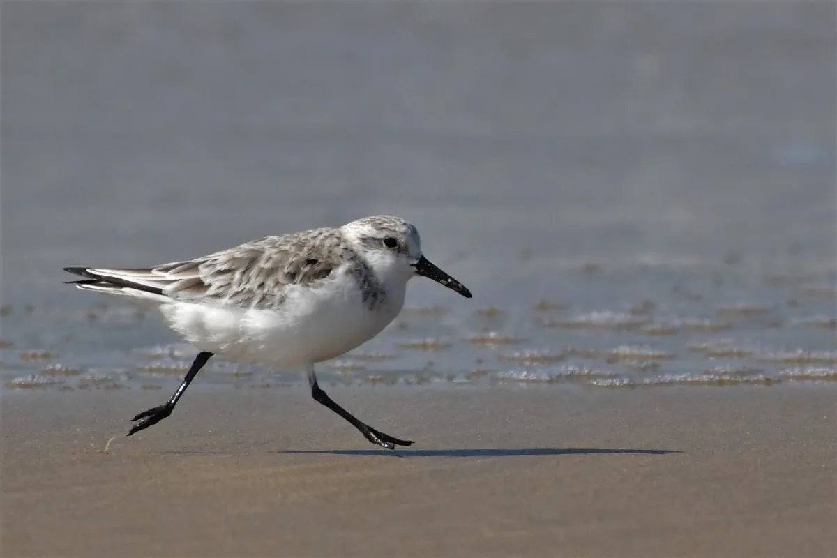 Oiseau sauvage dans son milieu naturel — photographie d’Yvon JACQUES