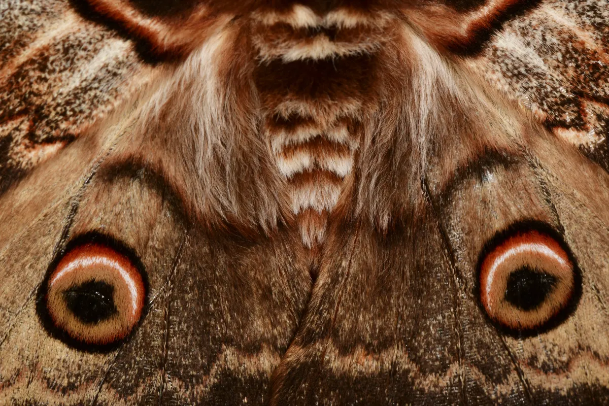 Papillon sauvage posé sur la végétation — photographie d’Yvon JACQUES