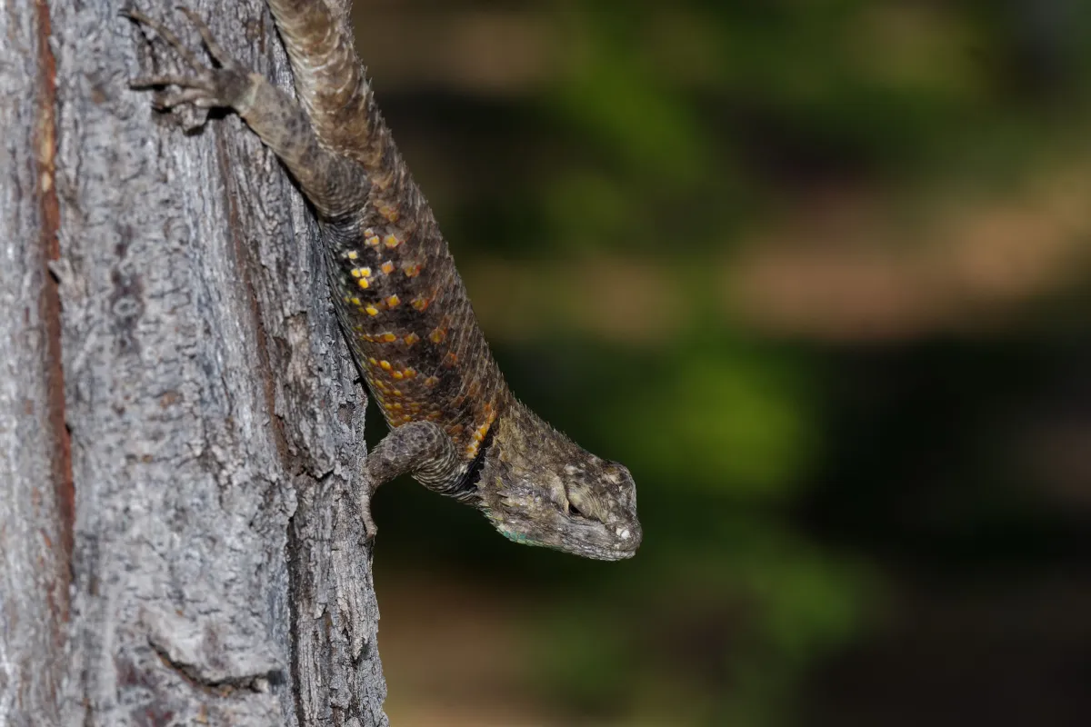 Lézard sauvage dans son habitat — photographie d’Yvon JACQUES