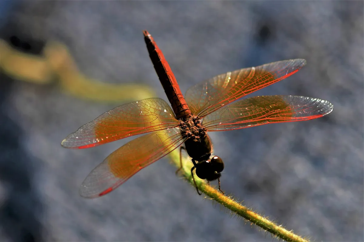 Libellule du Vietnam dans un milieu tropical — photographie d’Yvon JACQUES