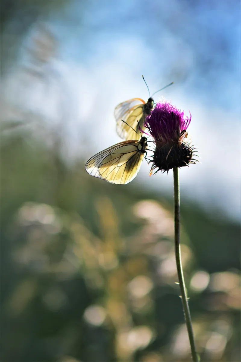 Papillon sauvage posé sur la végétation — photographie d’Yvon JACQUES
