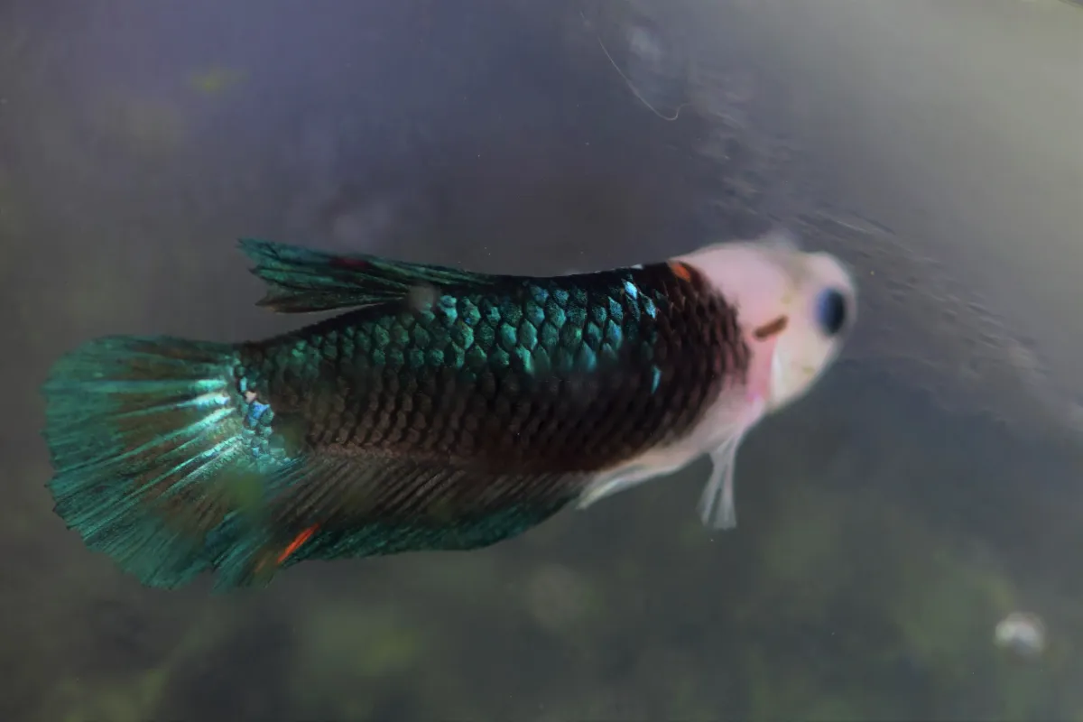 Poisson photographié sous la surface — photographie d’Yvon JACQUES