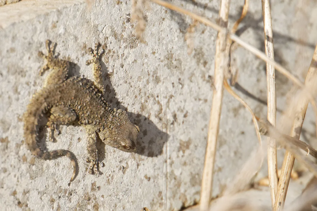 Lézard sauvage dans son habitat — photographie d’Yvon JACQUES
