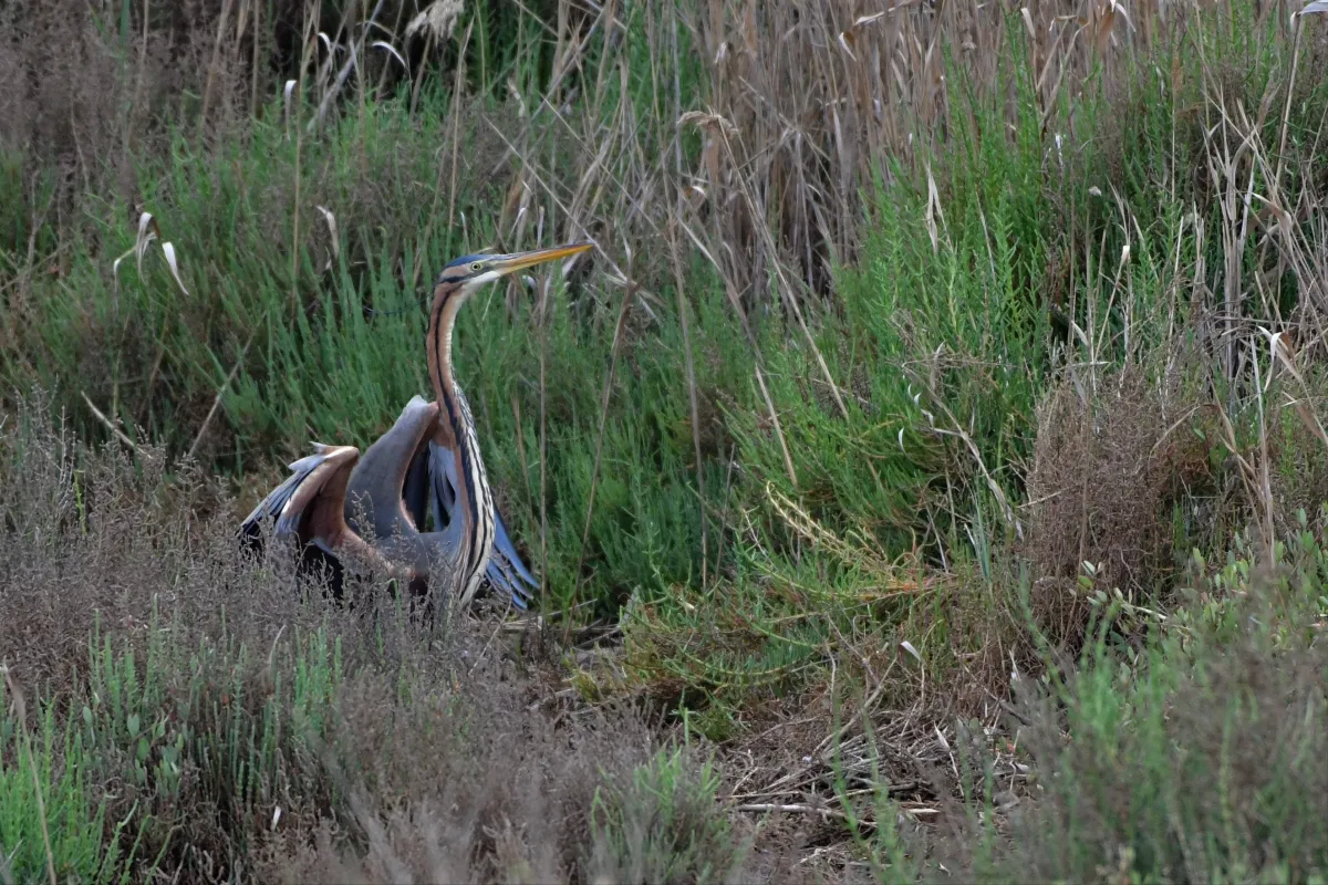 Oiseau sauvage au bec remarquable — photographie d’Yvon JACQUES