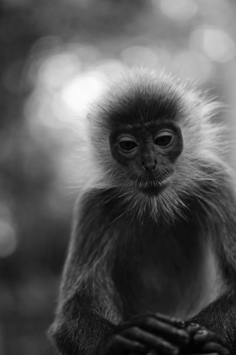 Singe observé dans son environnement — photographie d’Yvon JACQUES