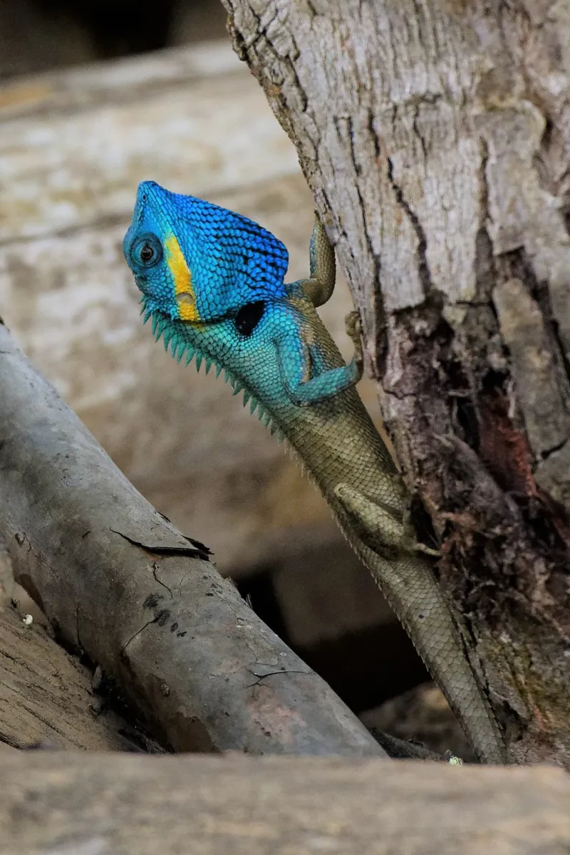 Lézard sauvage dans son habitat — photographie d’Yvon JACQUES