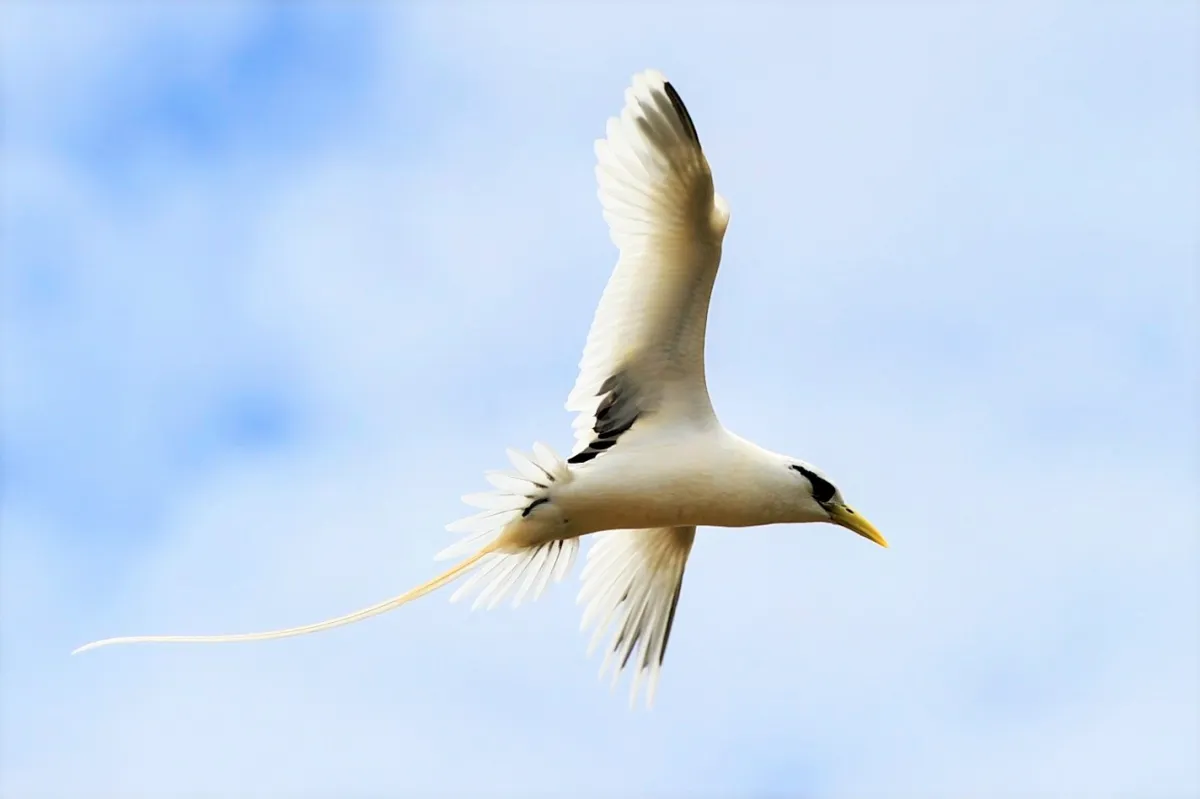 Oiseau sauvage dans son milieu naturel — photographie d’Yvon JACQUES