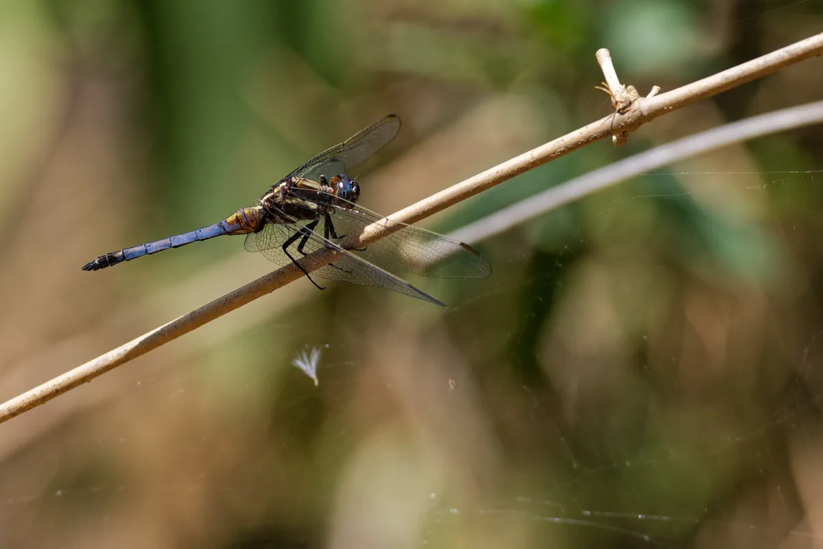 Libellule du Vietnam dans un milieu tropical — photographie d’Yvon JACQUES