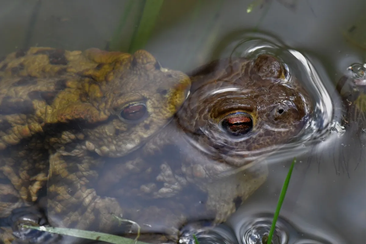 Grenouille, crapaud ou batracien à fleur d’eau — photographie d’Yvon JACQUES