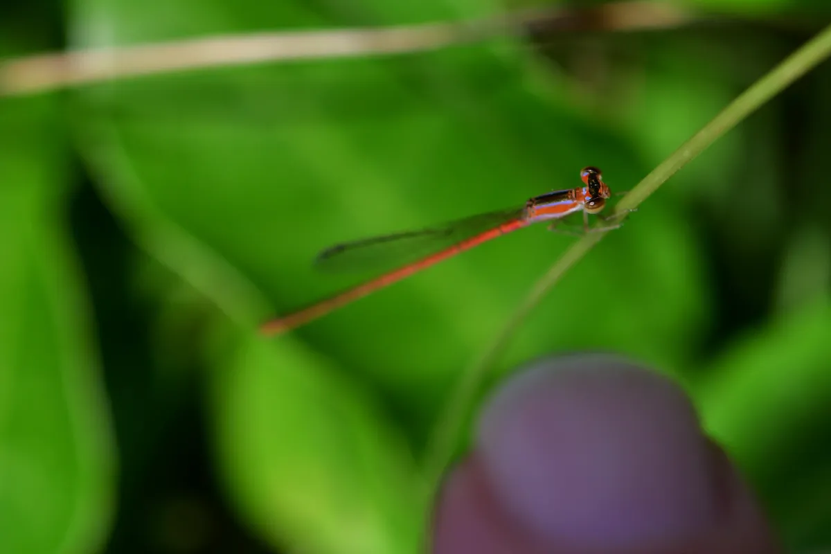 Libellule du Vietnam dans un milieu tropical — photographie d’Yvon JACQUES