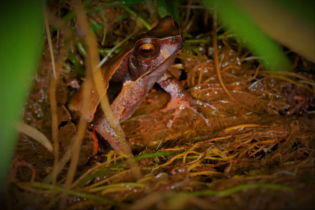 Grenouille, crapaud ou batracien à fleur d’eau — photographie d’Yvon JACQUES