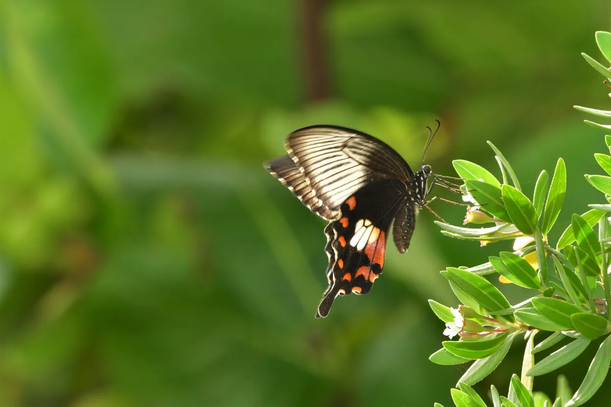 Papillon sauvage posé sur la végétation — photographie d’Yvon JACQUES