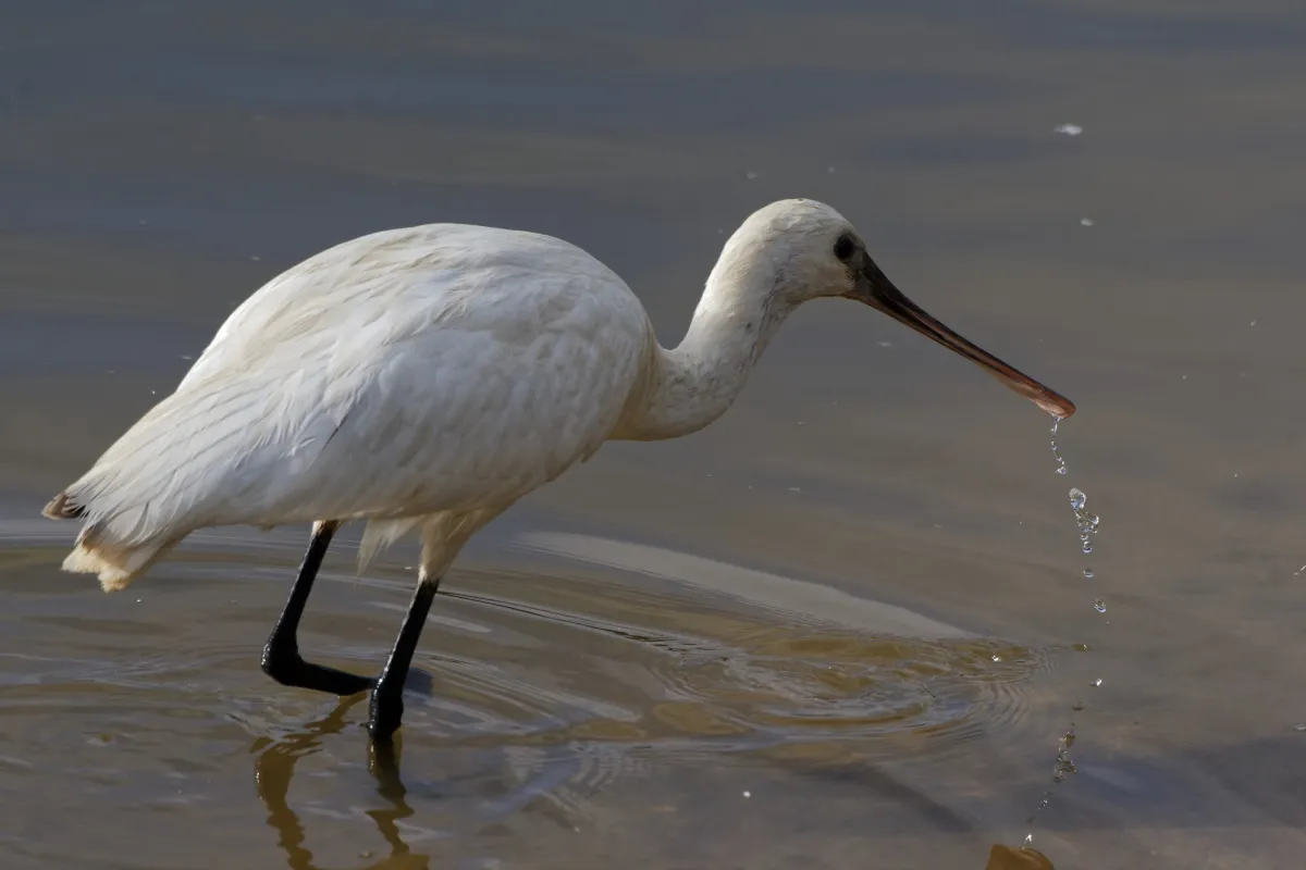 Oiseau sauvage au bec remarquable — photographie d’Yvon JACQUES