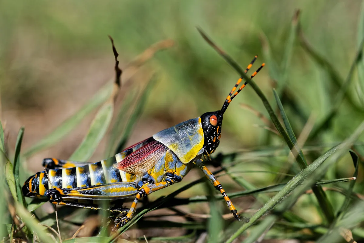 Faune, paysage ou rencontre en Afrique du Sud — photographie d’Yvon JACQUES