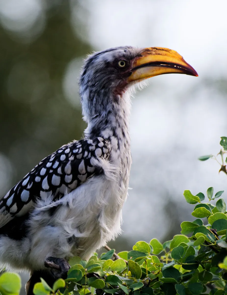 Faune, paysage ou rencontre en Afrique du Sud — photographie d’Yvon JACQUES