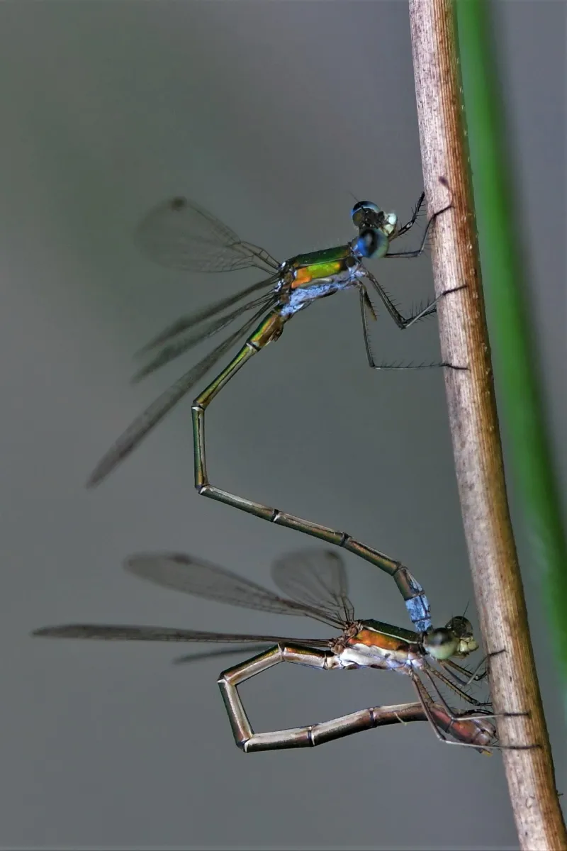 Libellule en vol, en ponte ou au repos — photographie d’Yvon JACQUES