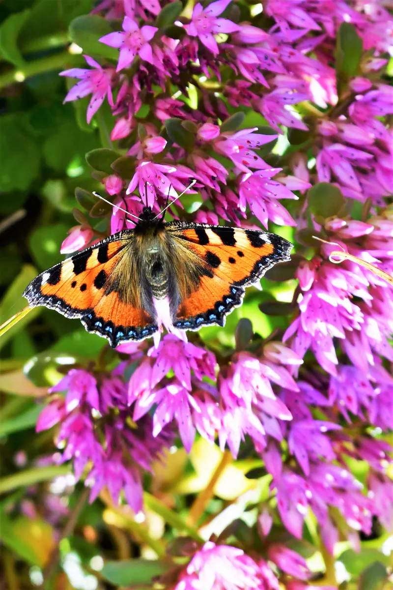 Papillon sauvage posé sur la végétation — photographie d’Yvon JACQUES