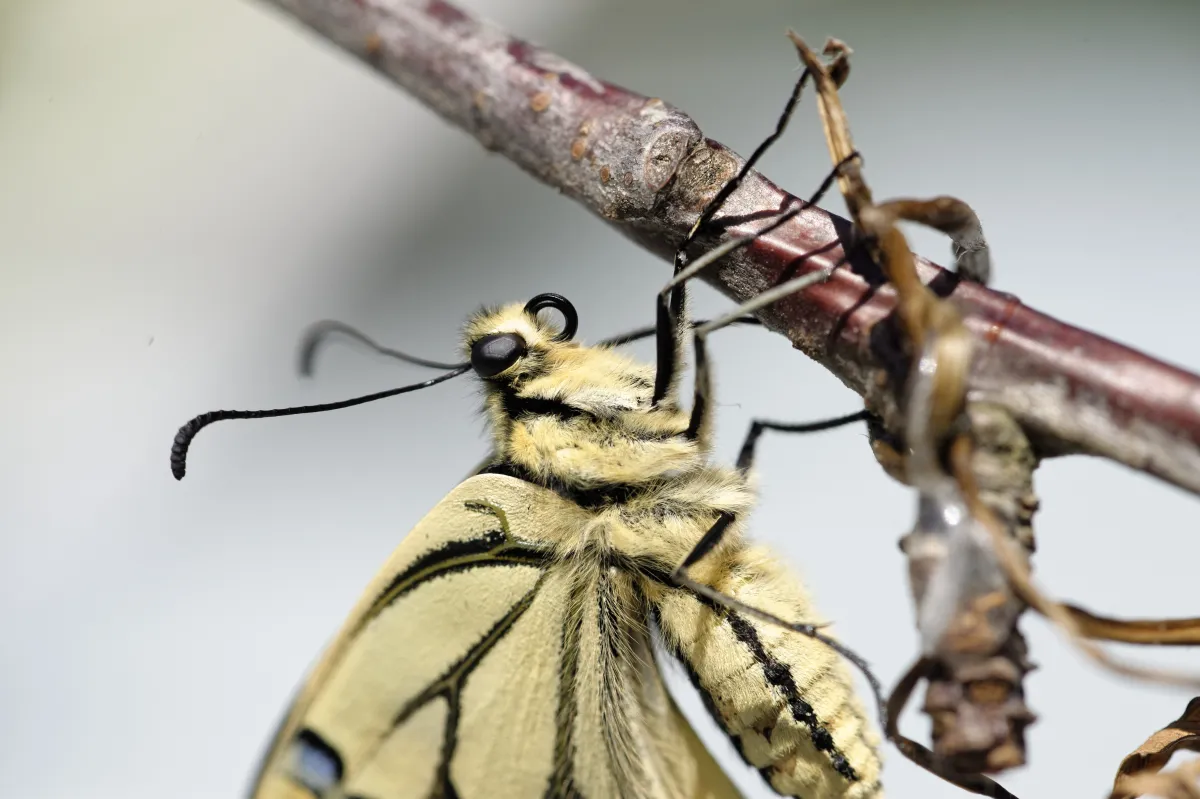 Naissance et métamorphose d’un papillon machaon — photographie d’Yvon JACQUES