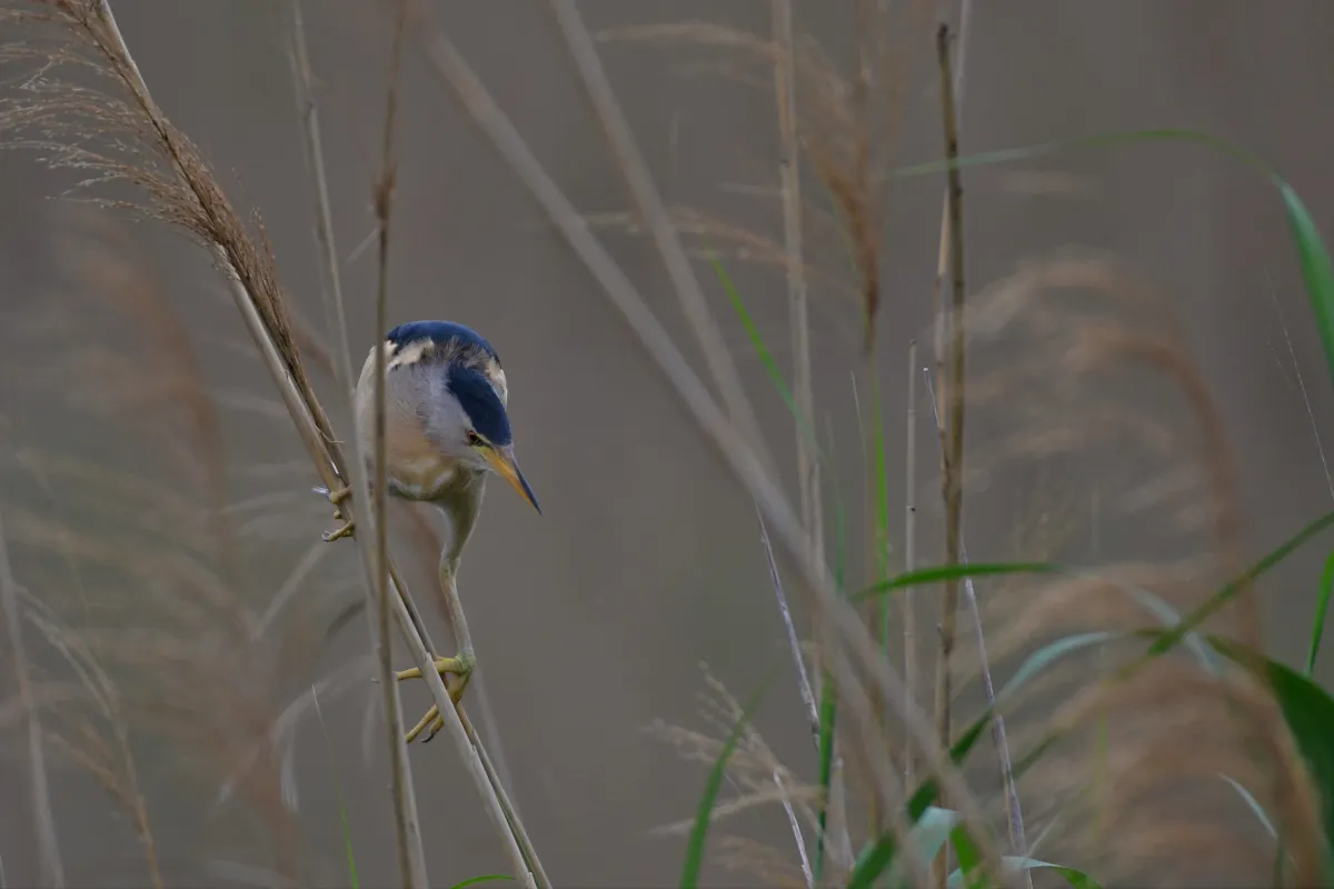 Oiseau sauvage au bec remarquable — photographie d’Yvon JACQUES