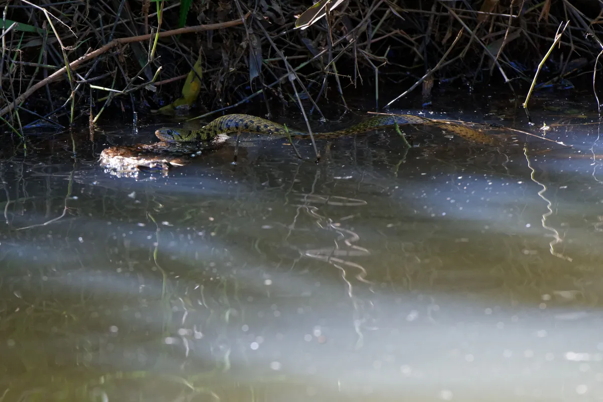 Serpent sauvage dans son milieu naturel — photographie d’Yvon JACQUES