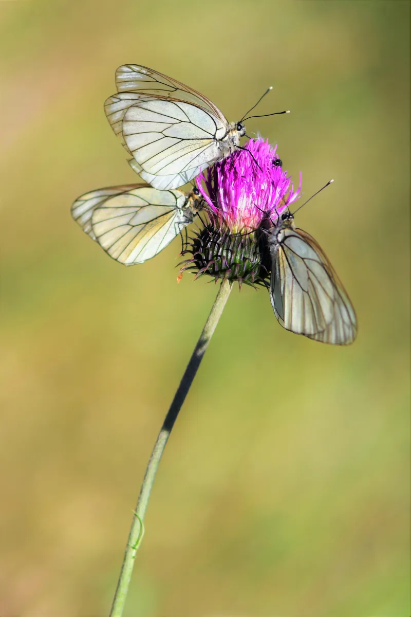 Papillon sauvage posé sur la végétation — photographie d’Yvon JACQUES