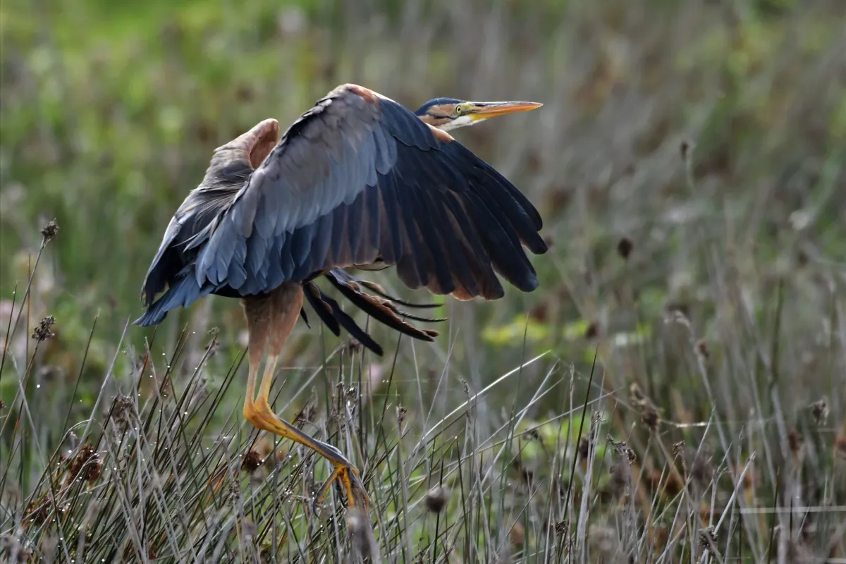Oiseau sauvage au bec remarquable — photographie d’Yvon JACQUES