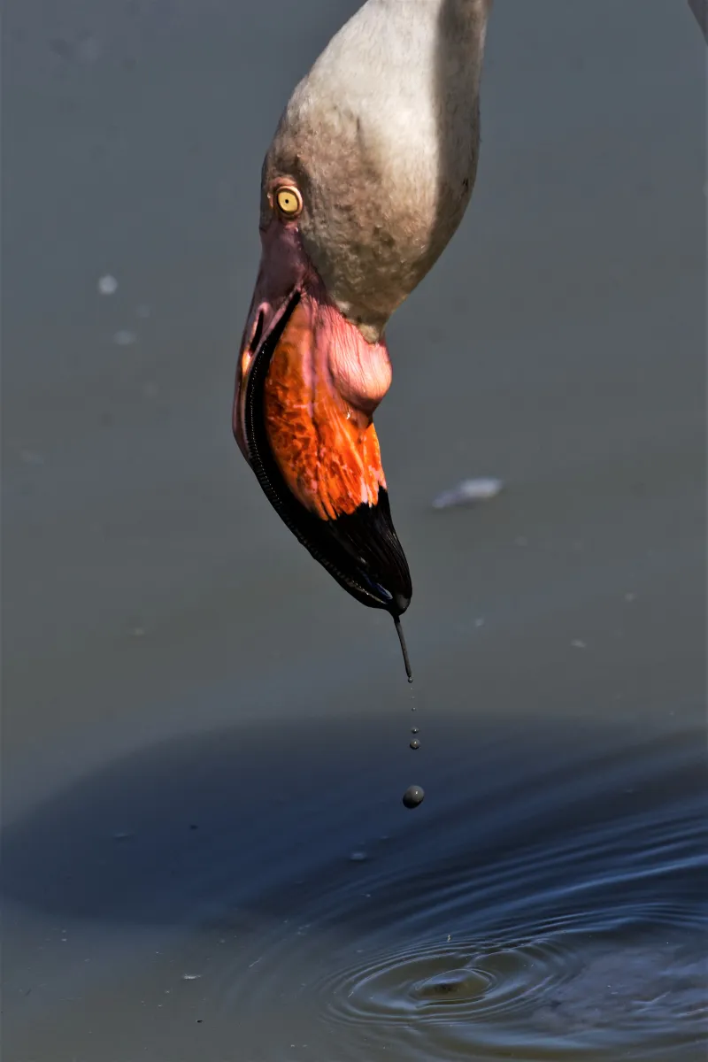 Flamant rose dans la lumière de Camargue — photographie d’Yvon JACQUES