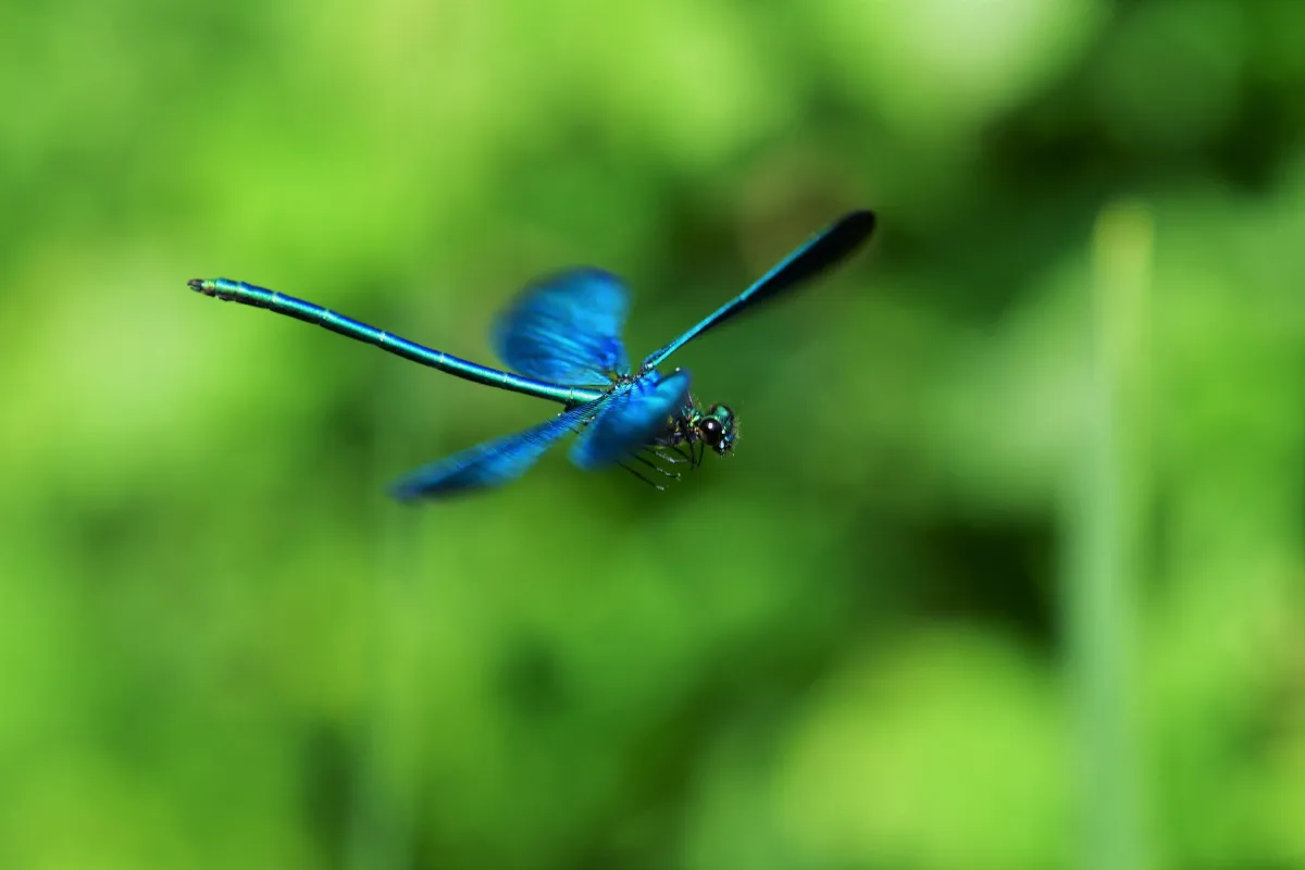 Libellule en vol, en ponte ou au repos — photographie d’Yvon JACQUES