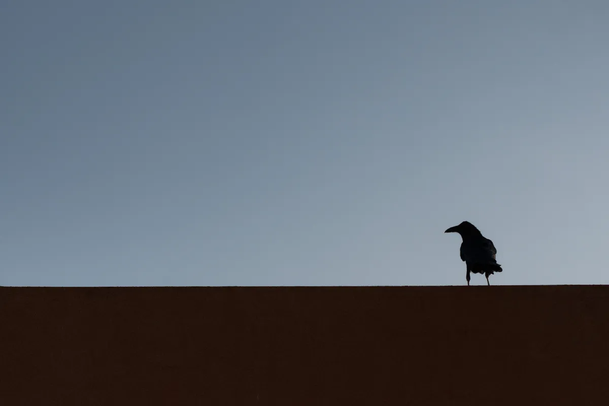 Faune ou paysage des grands espaces américains — photographie d’Yvon JACQUES