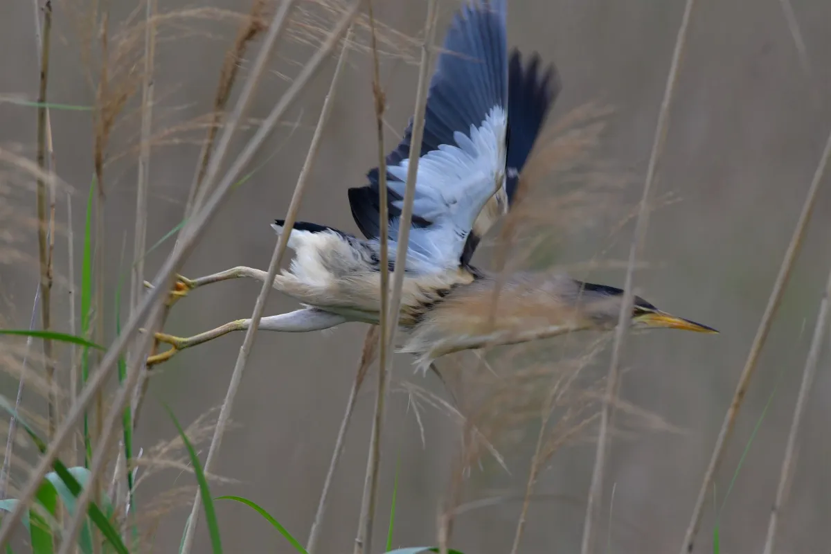 Oiseau sauvage au bec remarquable — photographie d’Yvon JACQUES
