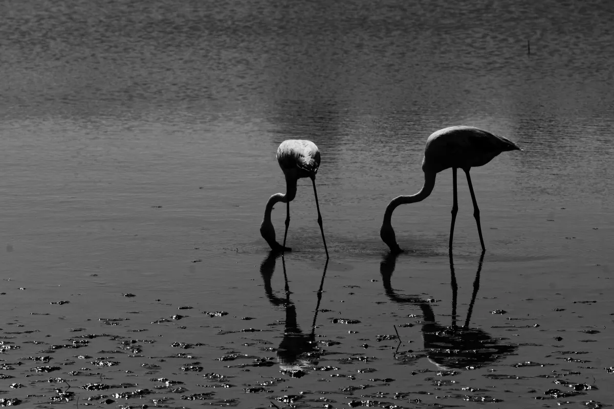 Photographie en noir et blanc jouant avec les ombres et la lumière — photographie d’Yvon JACQUES