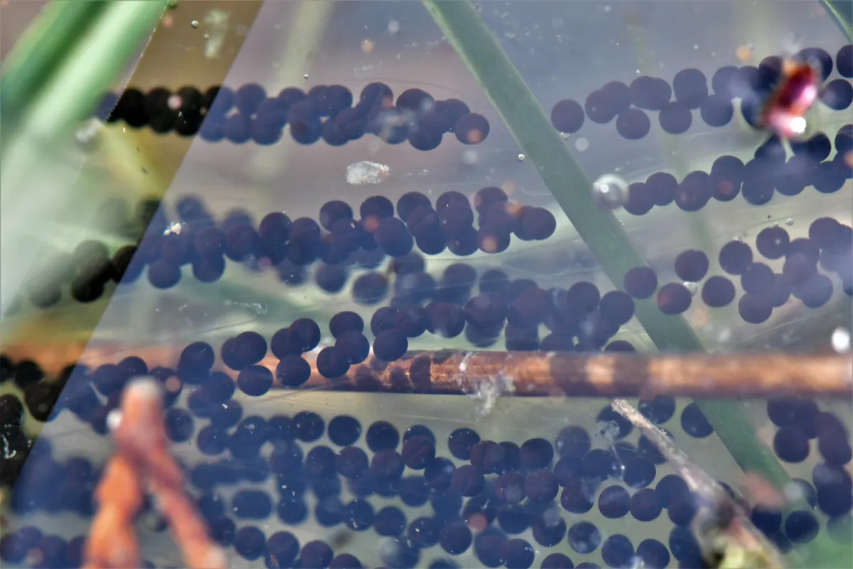 Grenouille, crapaud ou batracien à fleur d’eau — photographie d’Yvon JACQUES