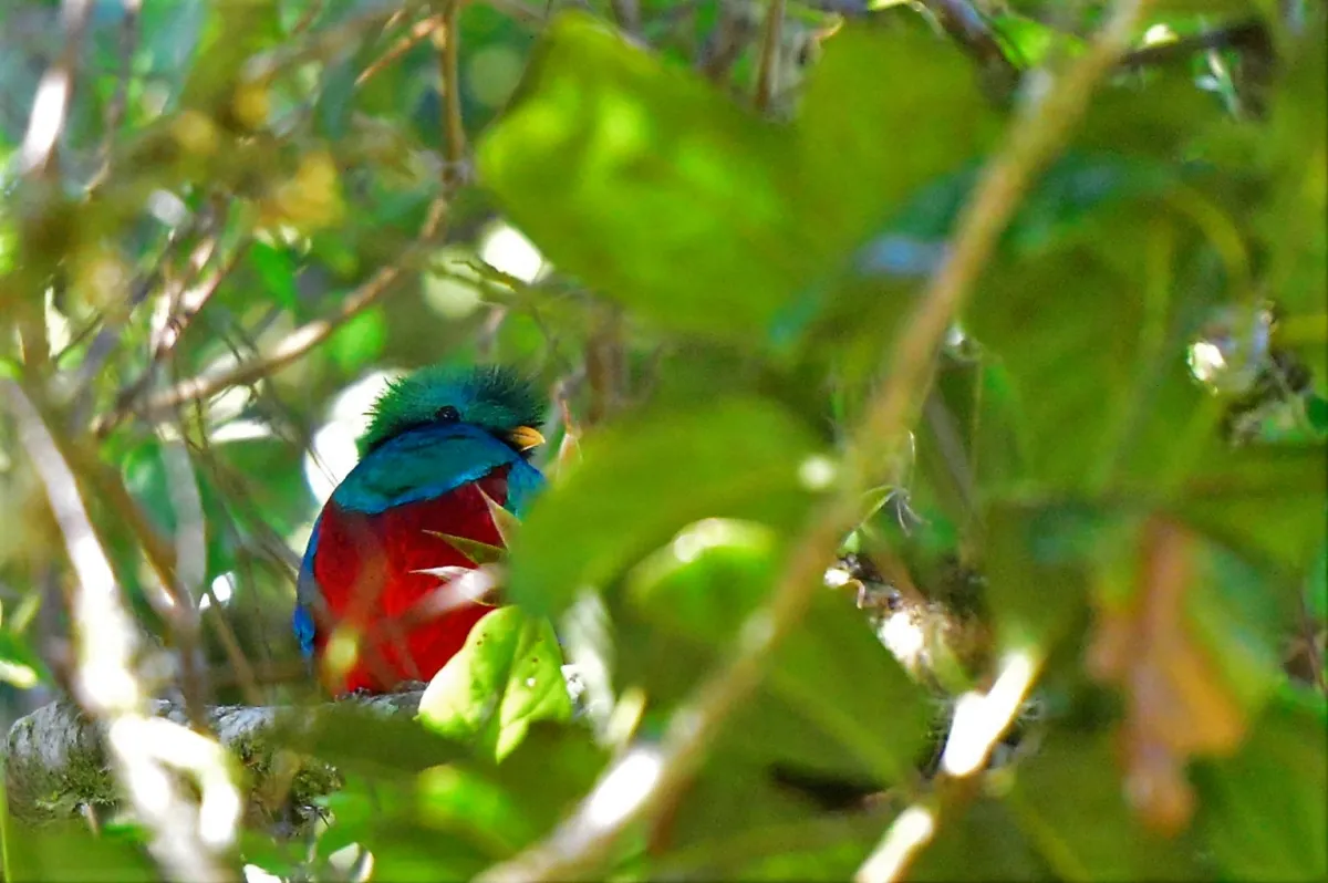 Oiseau sauvage dans son milieu naturel — photographie d’Yvon JACQUES