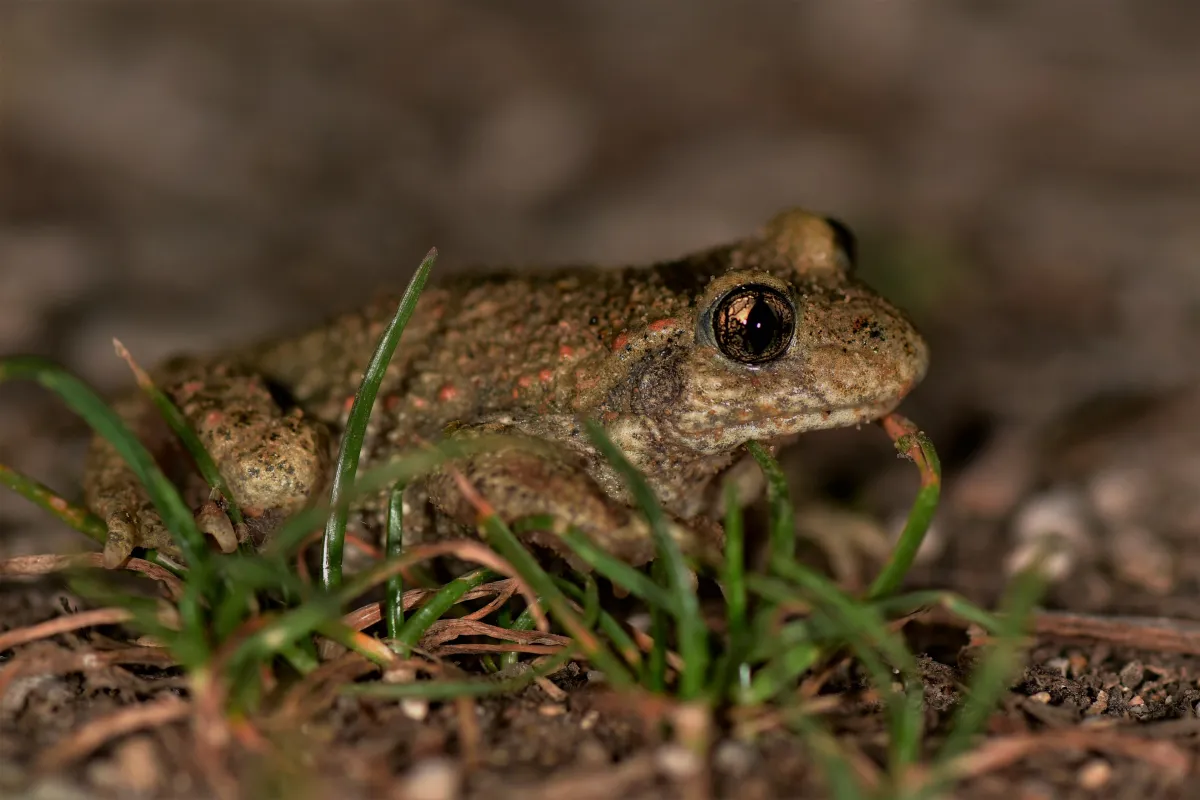 Grenouille, crapaud ou batracien à fleur d’eau — photographie d’Yvon JACQUES