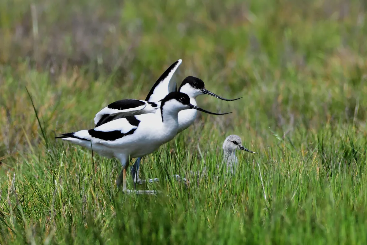 Oiseau sauvage dans son milieu naturel — photographie d’Yvon JACQUES