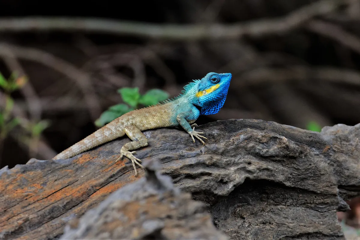 Lézard sauvage dans son habitat — photographie d’Yvon JACQUES
