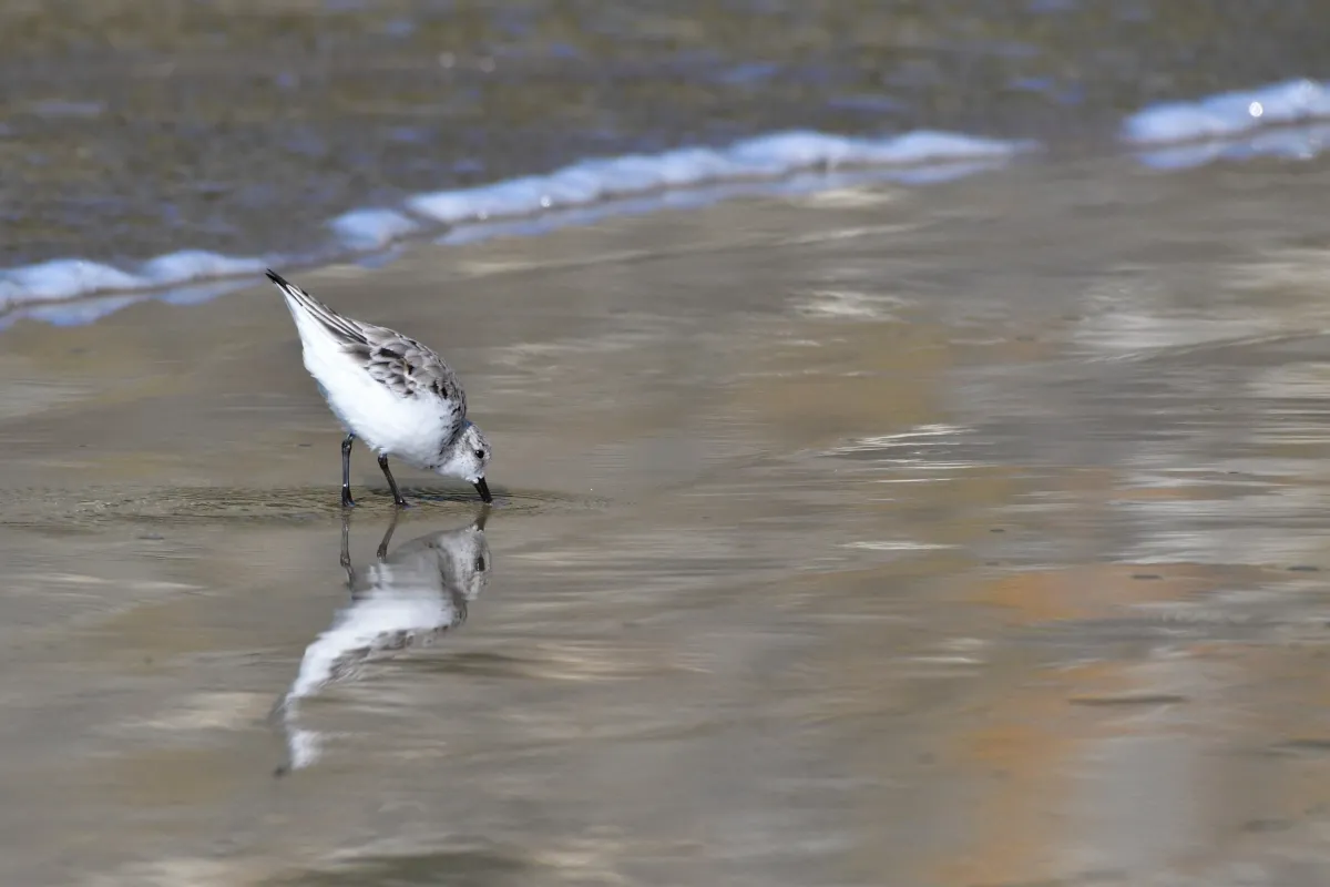 Oiseau sauvage dans son milieu naturel — photographie d’Yvon JACQUES
