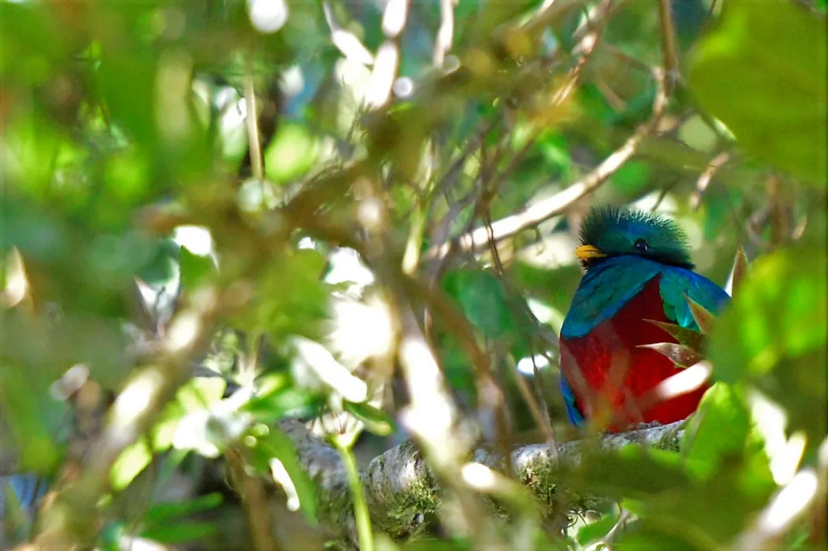 Oiseau sauvage dans son milieu naturel — photographie d’Yvon JACQUES