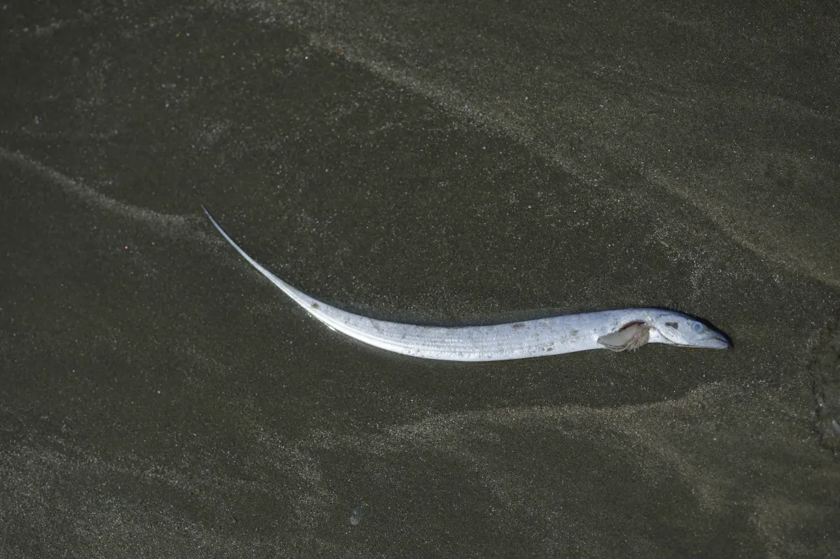 Poisson photographié sous la surface — photographie d’Yvon JACQUES