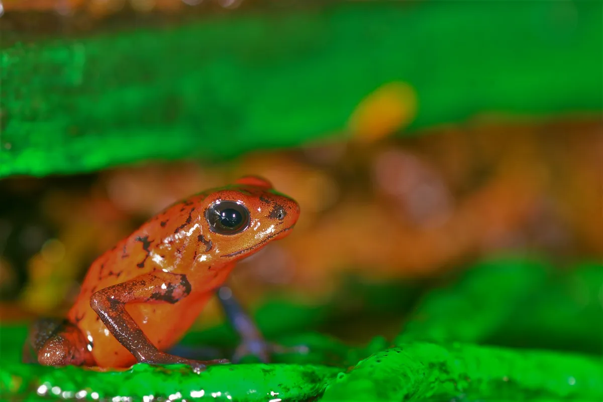 Grenouille, crapaud ou batracien à fleur d’eau — photographie d’Yvon JACQUES