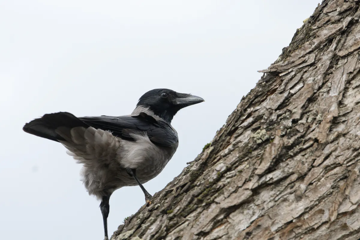 Oiseau sauvage dans son milieu naturel — photographie d’Yvon JACQUES