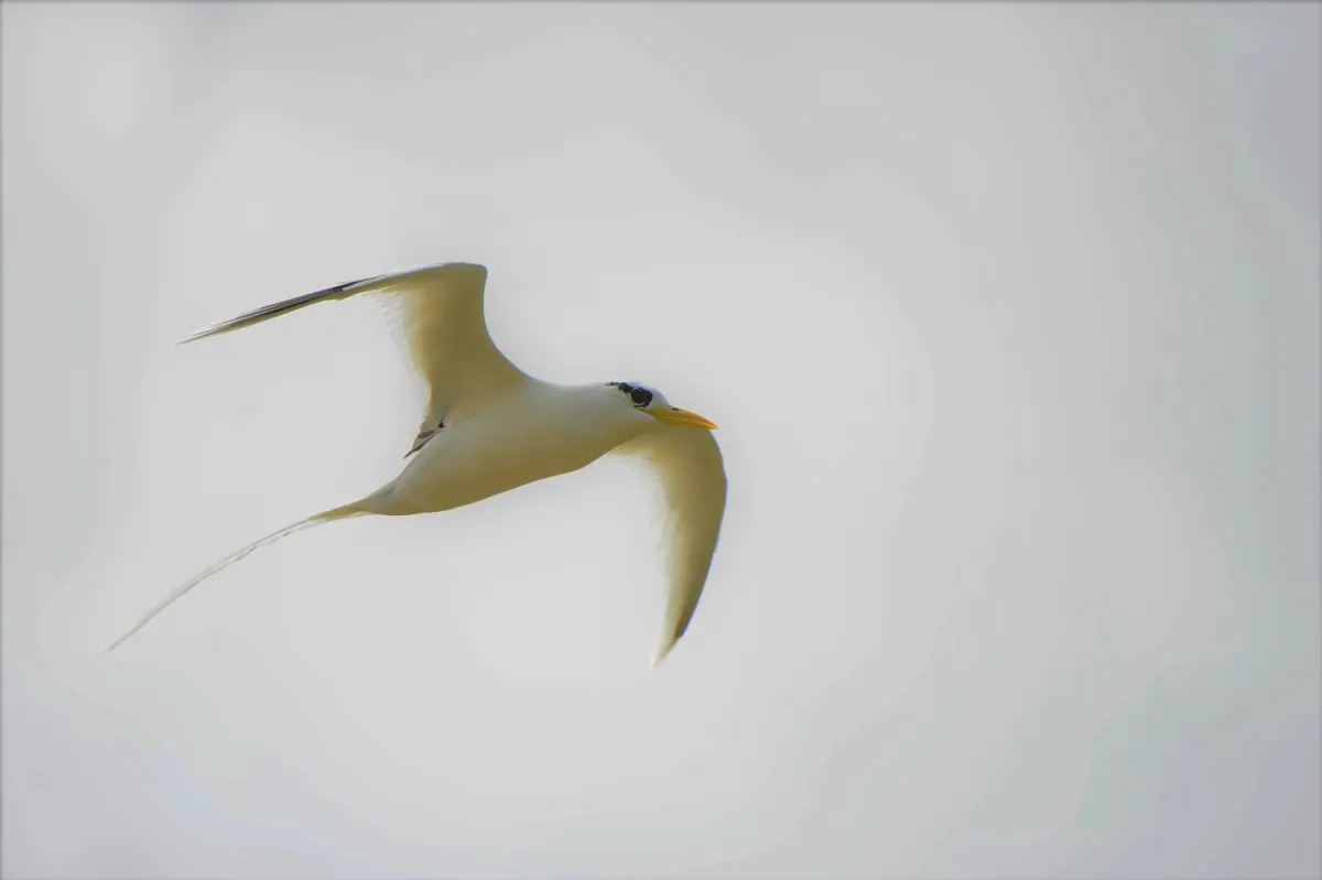 Oiseau sauvage dans son milieu naturel — photographie d’Yvon JACQUES