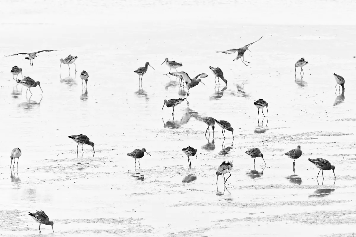 Photographie animalière artistique en high-key — photographie d’Yvon JACQUES
