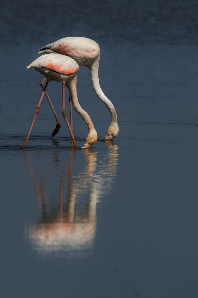 Flamant rose dans la lumière de Camargue — photographie d’Yvon JACQUES
