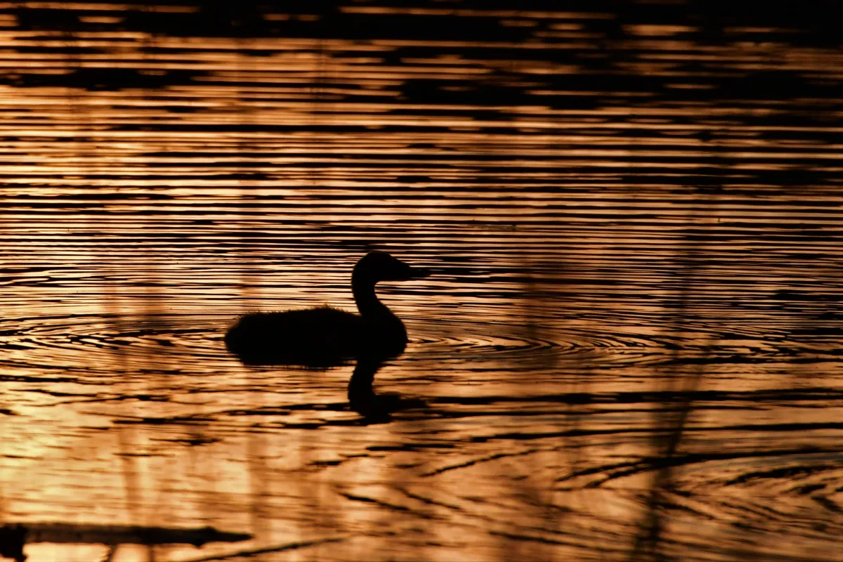 Photographie animalière artistique en high-key — photographie d’Yvon JACQUES