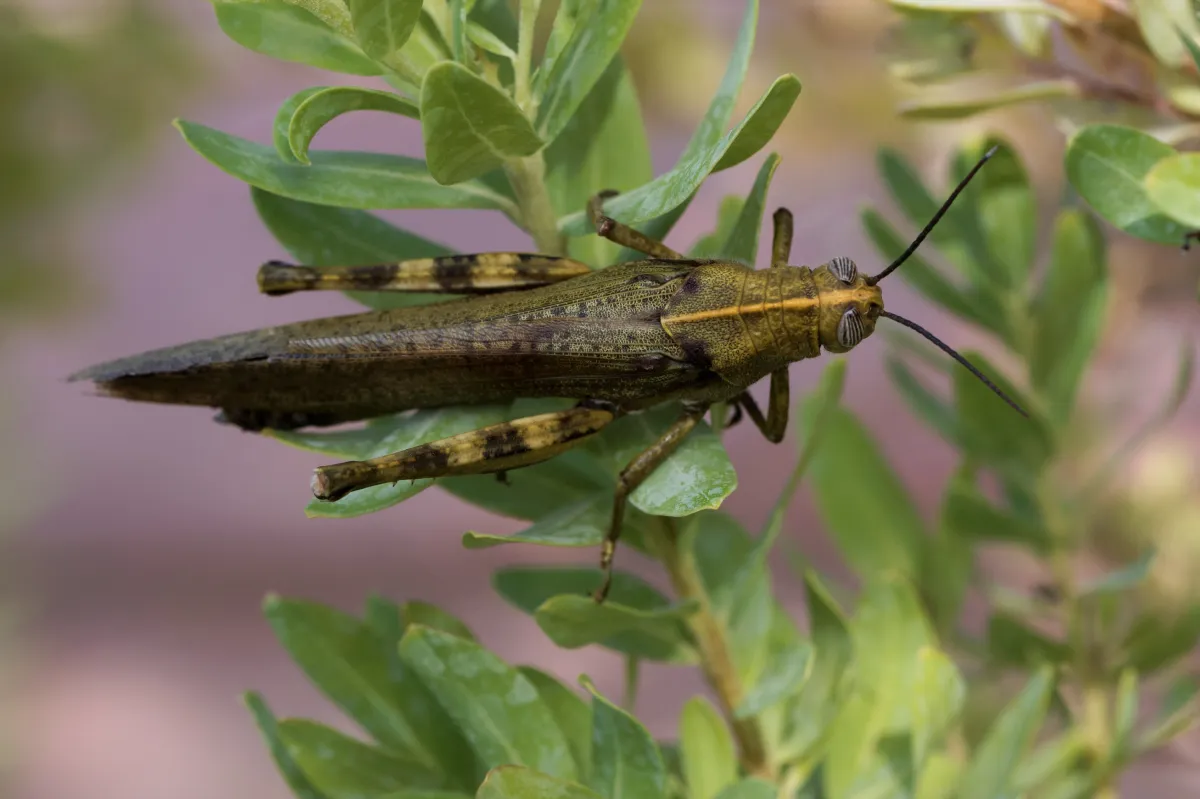 Sauterelle ou criquet dans les hautes herbes — photographie d’Yvon JACQUES